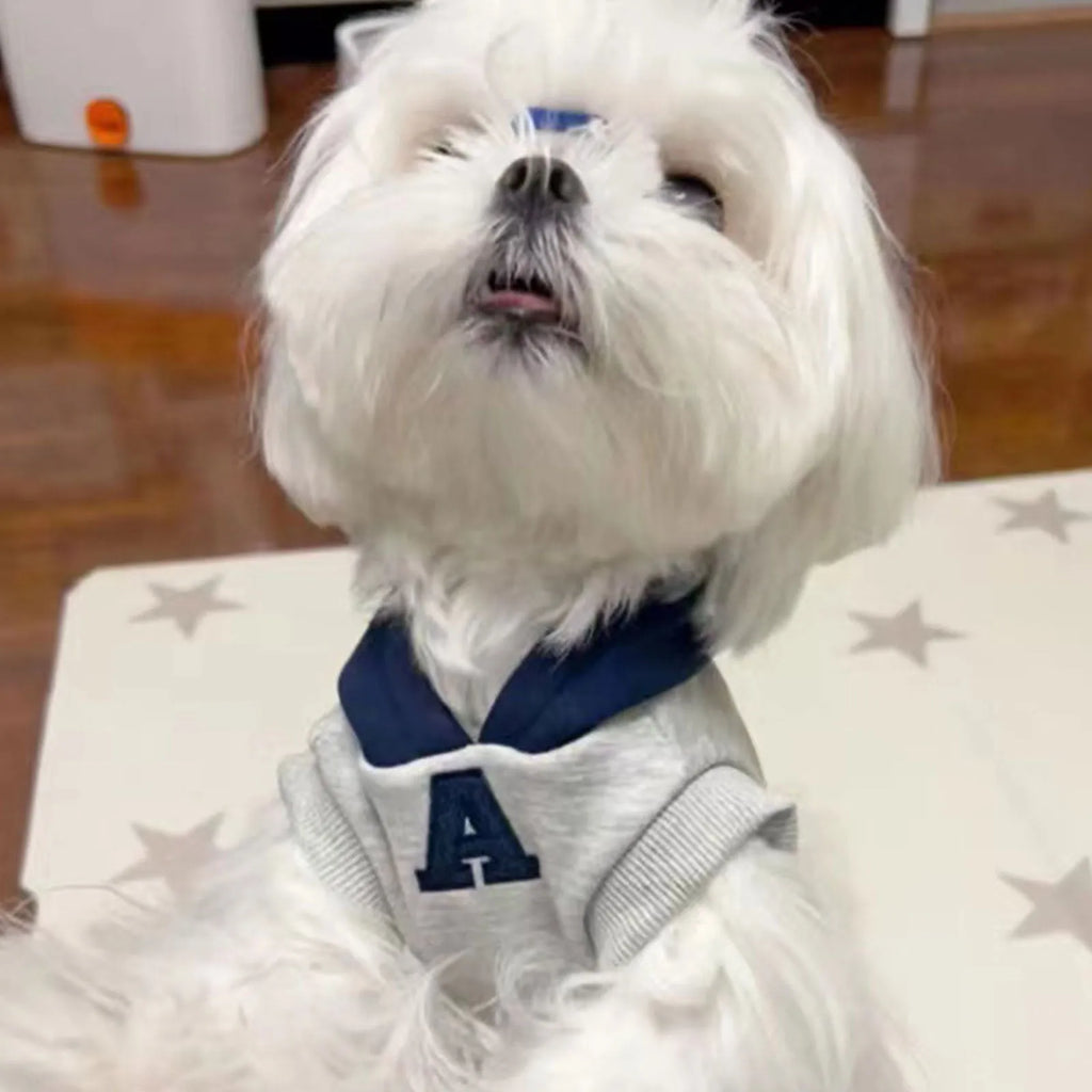 Blue slim-fitting pet sweater with reflective letters on a dog, showing casual style and close fit