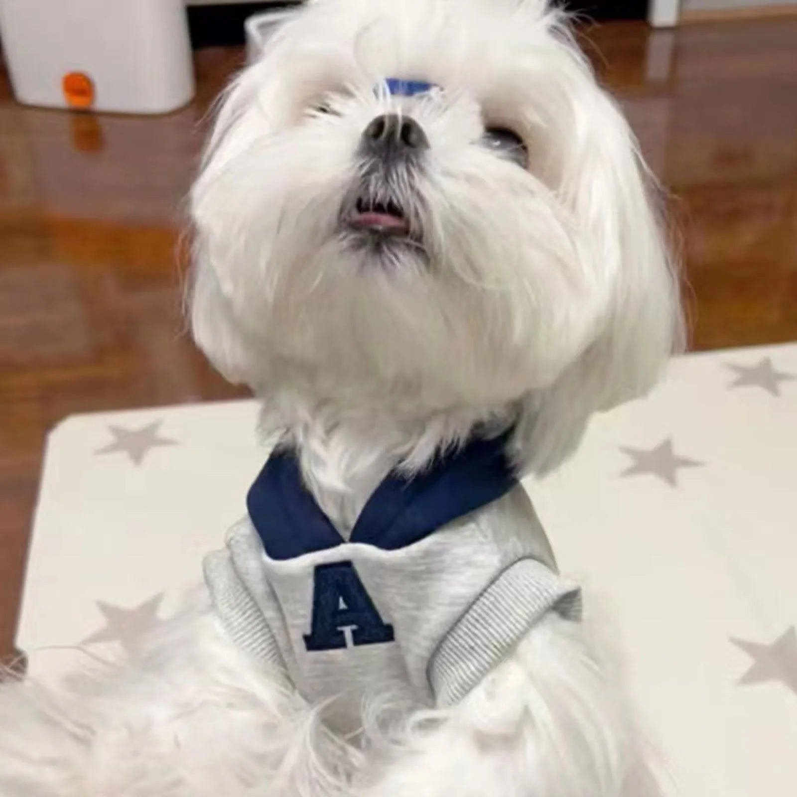 Blue slim-fitting pet sweater with reflective letters on a dog, showing casual style and close fit