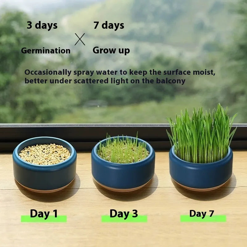 Hydroponic cat grass kit with blue cultivation cup and five seed packs for soilless indoor growing