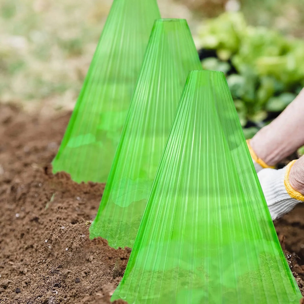Reusable square plastic plant cover with ground stake for seedlings, shown in green or white bell jar style