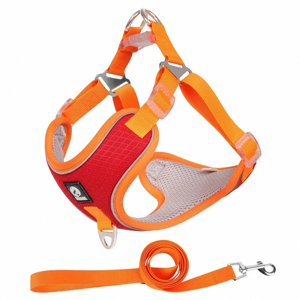 Adjustable mesh dog harness with reflective piping on small dog, showing chest and back straps