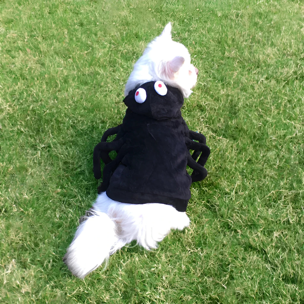 Halloween spider costume for a dog on a white background