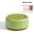 Hydroponic cat grass kit with blue cultivation cup and five seed packs for soilless indoor growing