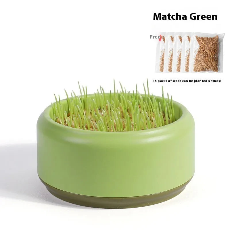 Hydroponic cat grass kit with blue cultivation cup and five seed packs for soilless indoor growing