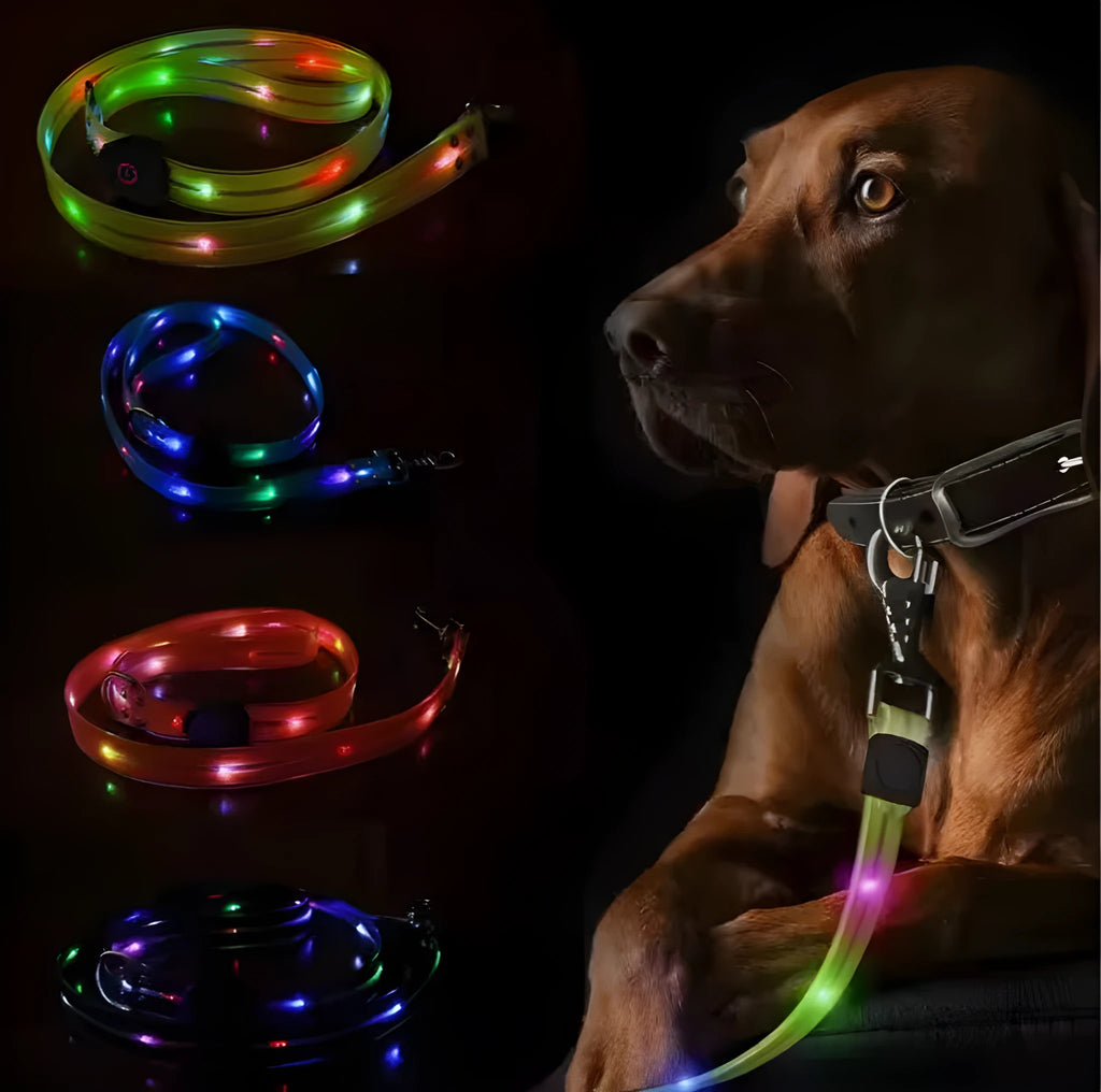 Fluorescent PVC dog leash and collar set in bright colours for pet walking