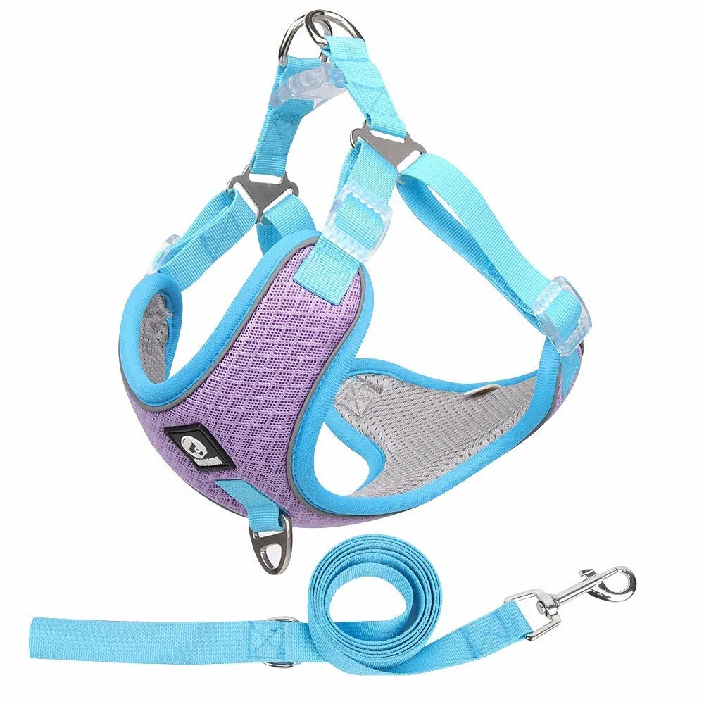 Adjustable mesh dog harness with reflective piping on small dog, showing chest and back straps